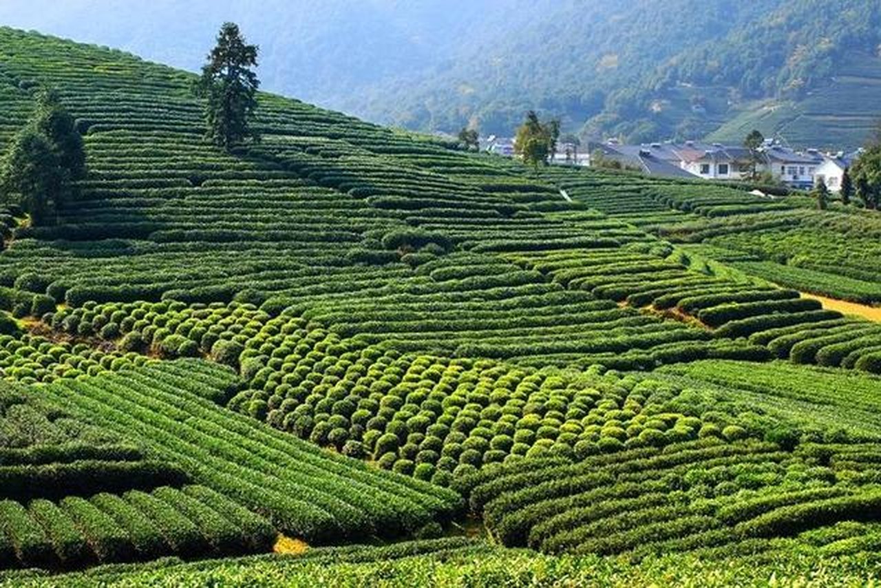 杭州龙坞旅行封面
