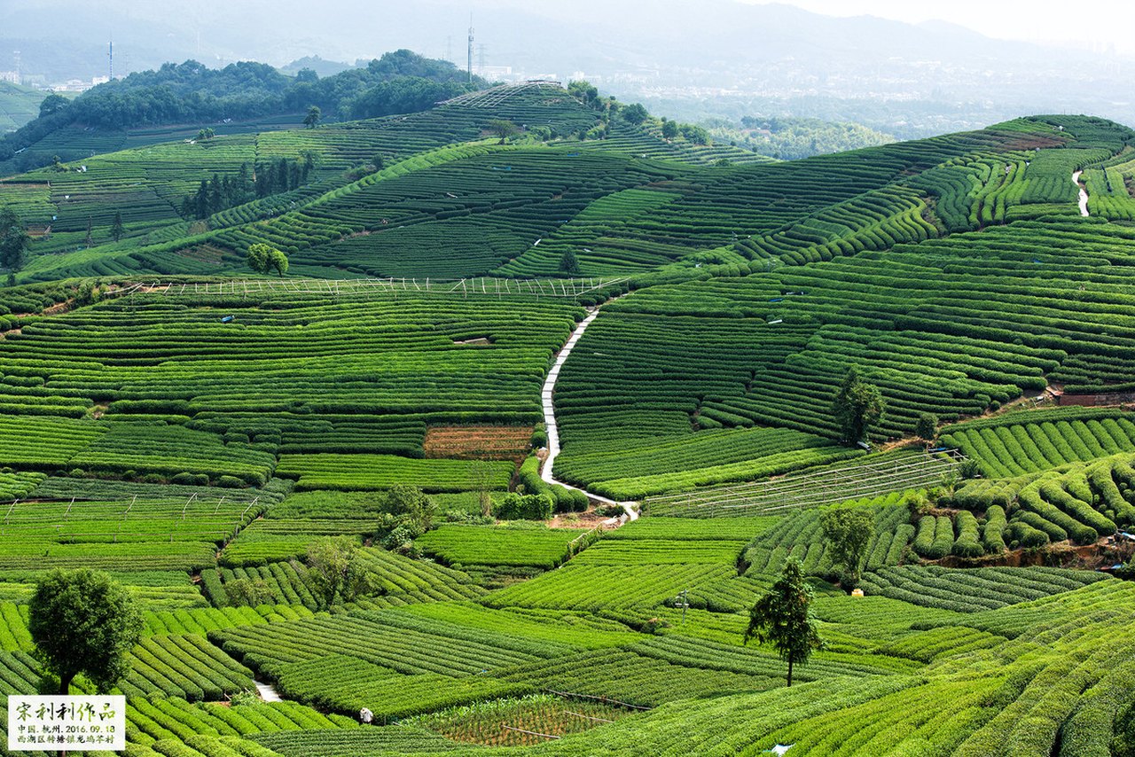 龙坞茶村 参考图 1
